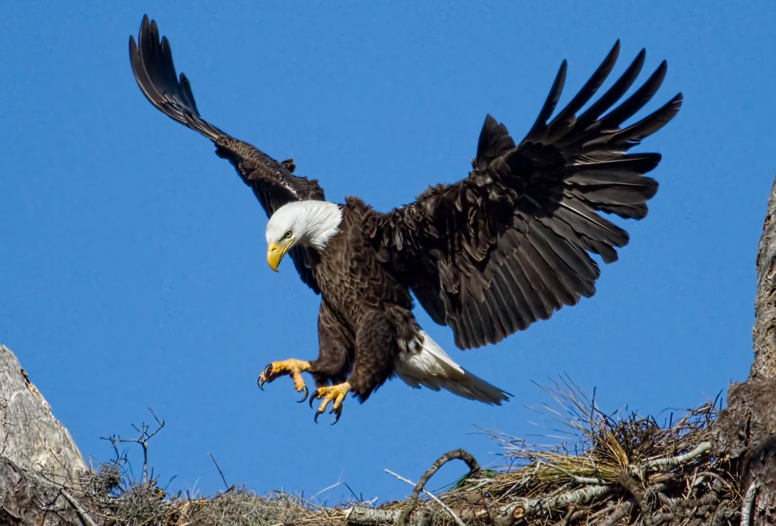 Eagle photo, Eagle images, Eagle photos free
