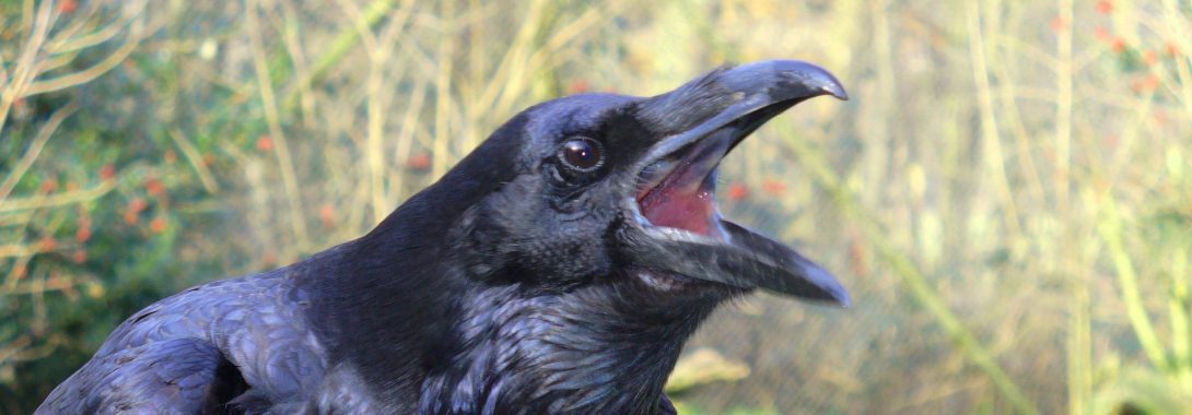 Raven Symbolism, Raven Meaning, Raven Totem, Raven Dreams Raven Symbolism, Raven Meaning, Raven Totem, Raven Dreams