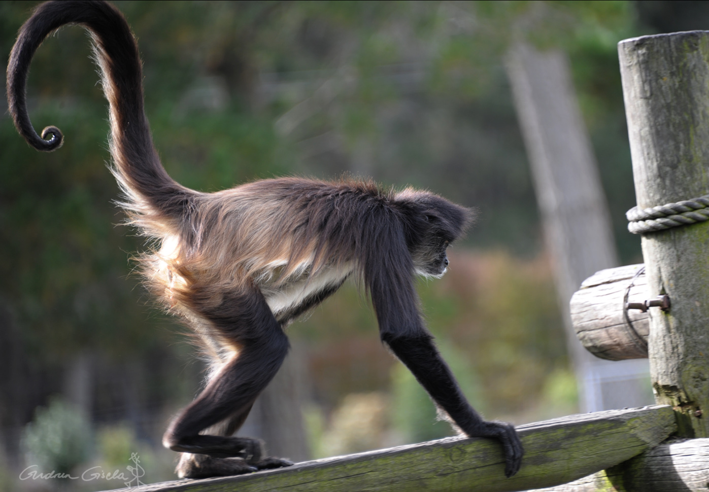 Monkey A Message from one of our Spirit Animals Monkey A Message from one of our Spirit Animals