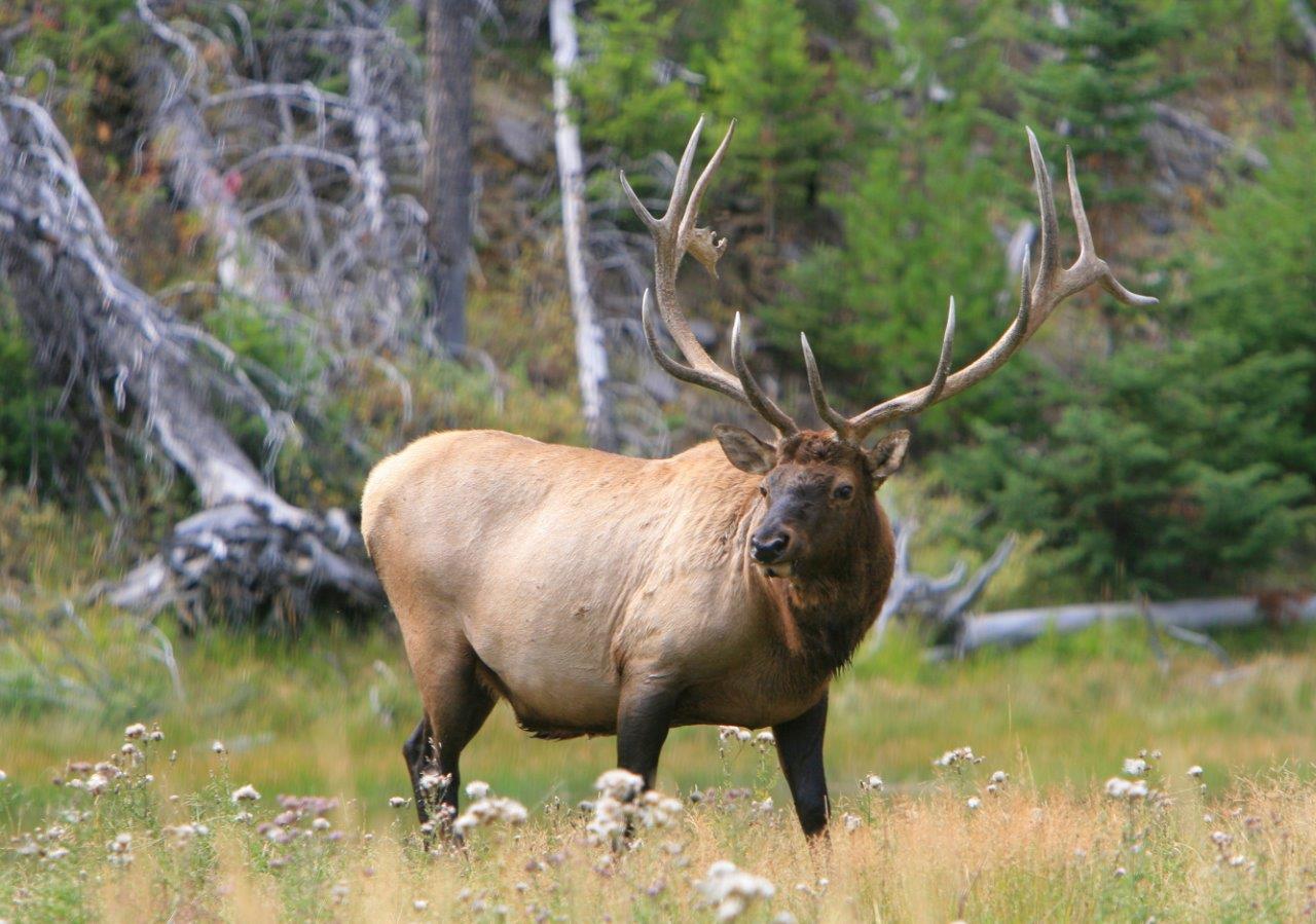 Elk-2.jpg