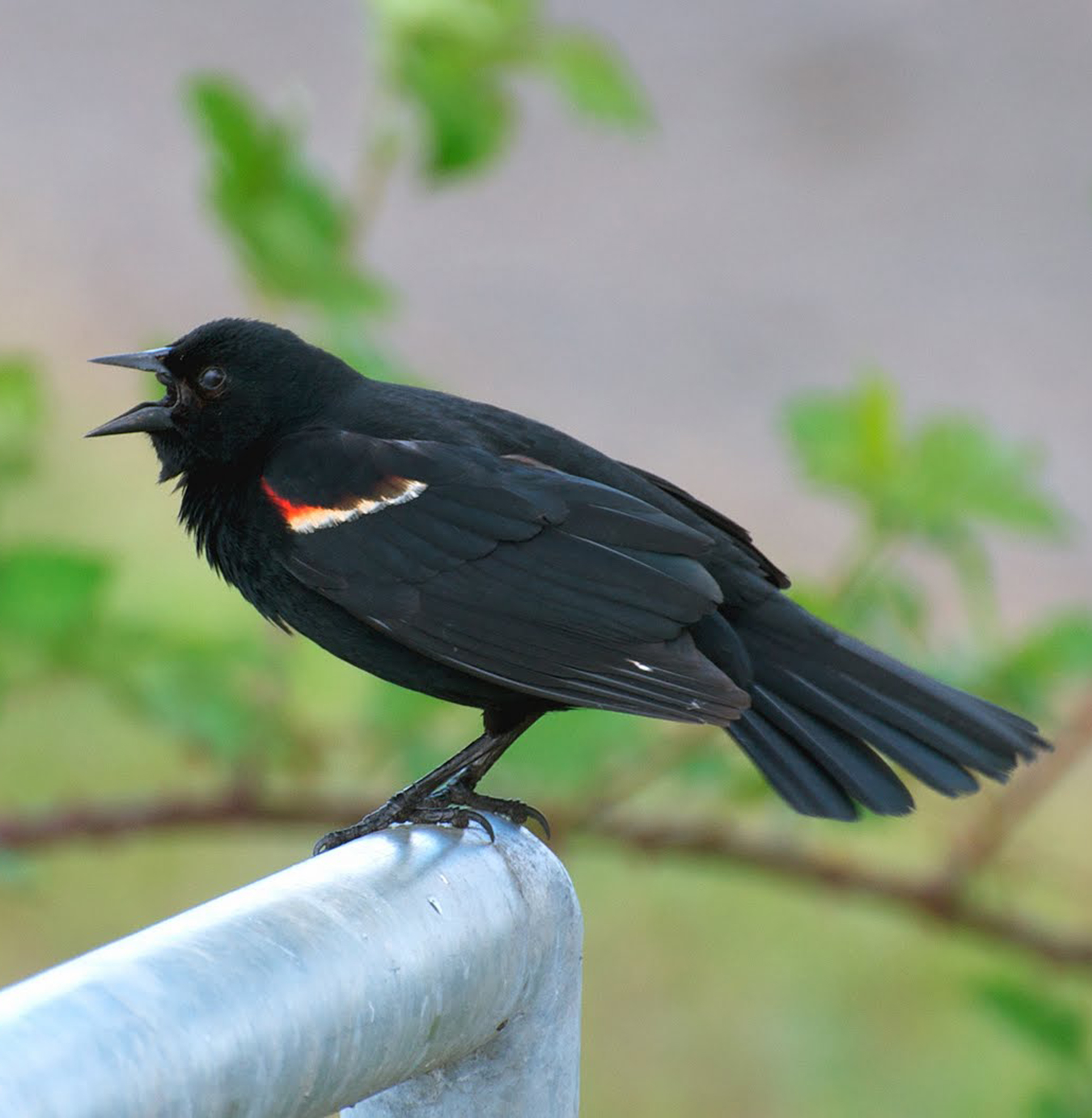 Redwing Blackbird Spirit Animal Totems