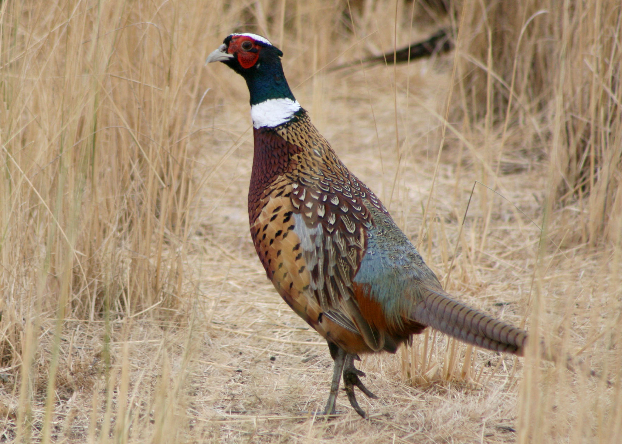 Pheasant pictures gallery, Pheasant photos, Photos of Pheasant , Photos of Pheasant