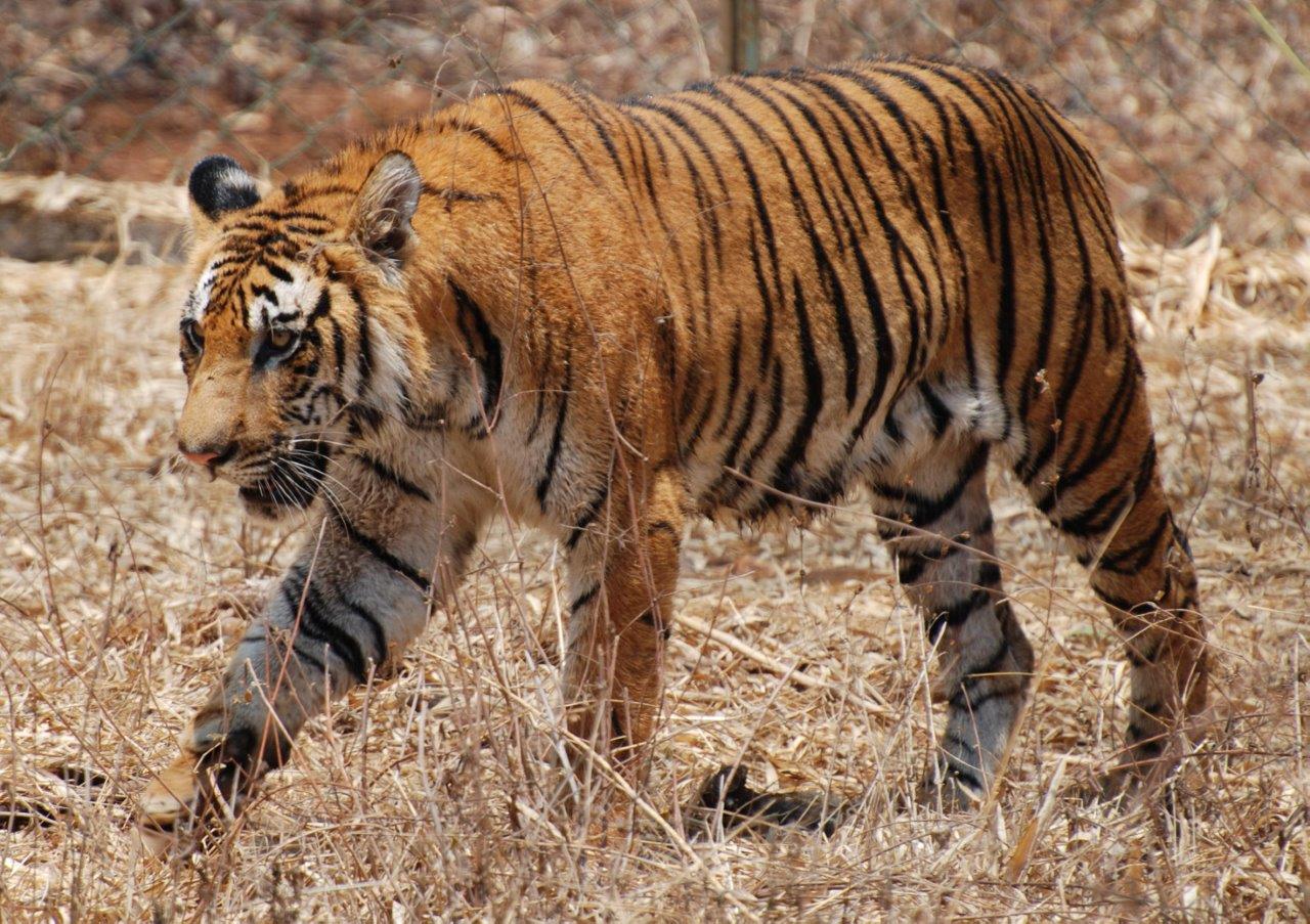 Bengal Tiger - Spirit Animal Totems