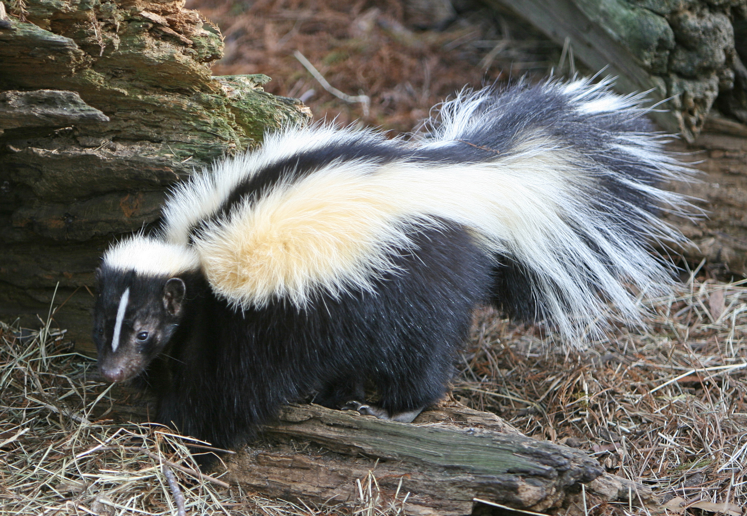 Skunk - Spirit Animal Totems