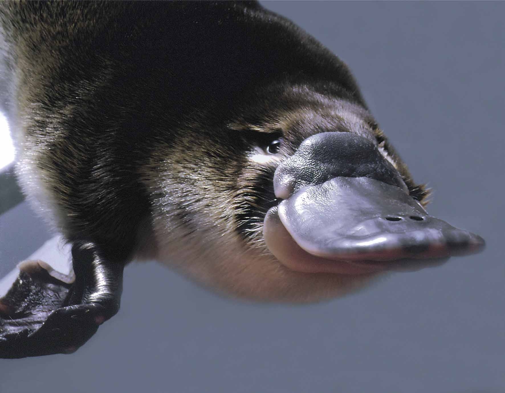 Platypus image, wallpaper of Platypus , Platypus wallpapers, Platypus s images
