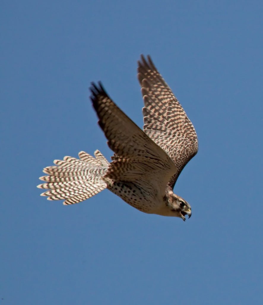 Falcon Spirit Animal Totems