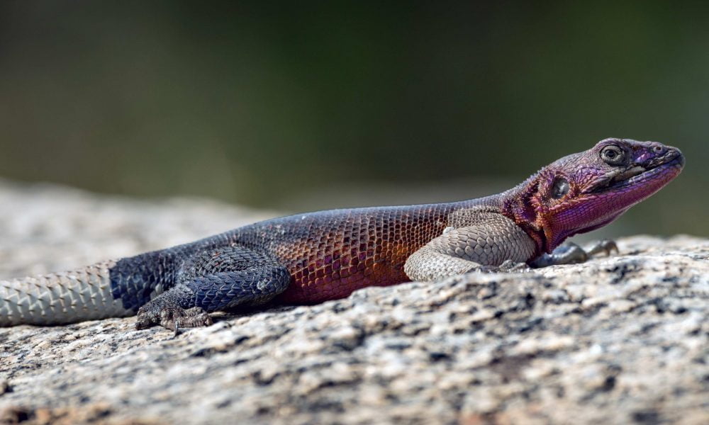 Agama Lizard, Reptile, Spirit-Animals.com, Lizard Symbolism, Lizard Meaning, Lizard Totem, Lizard Dream, Messages