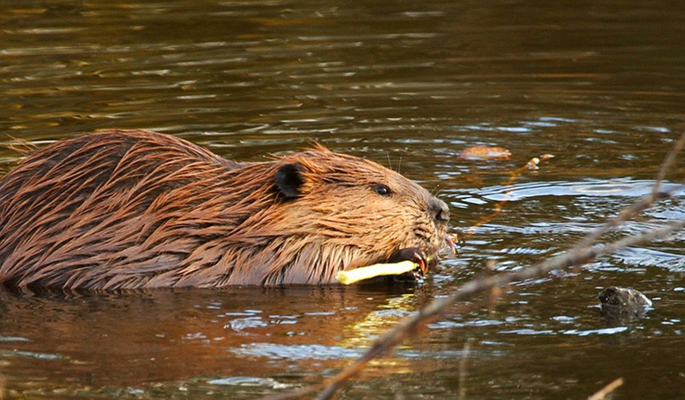 Beaver, Mammals, Animal Messages and Totems, spirit-animals.com Beaver Symbolism, Beaver Meaning, Beaver Totem, Beaver Spirit Animal, Beaver Dream