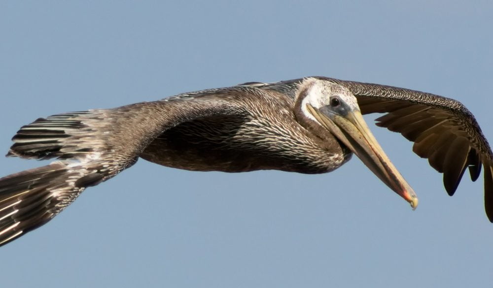 Pelican Symbolism, Pelican Meaning, Pelican Totem, Pelican Dream, and Messages
