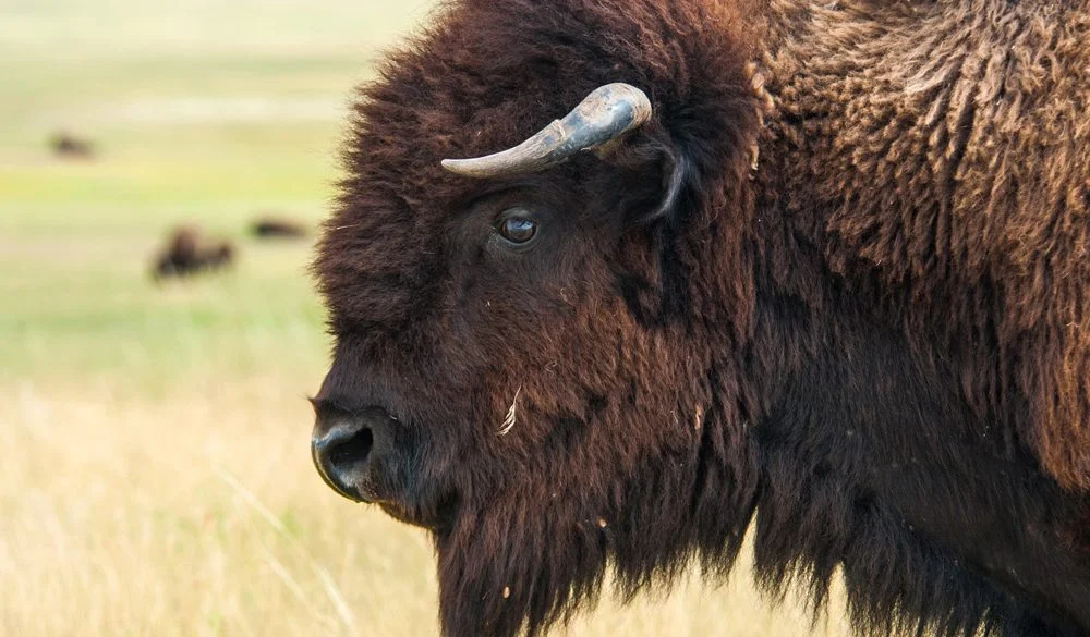 Buffalo, Land Animal, Spirit-Animals.com, Buffalo Symbolism, Buffalo Meaning, Buffalo Totem, Buffalo Dream, Messages, Four Directions Reading