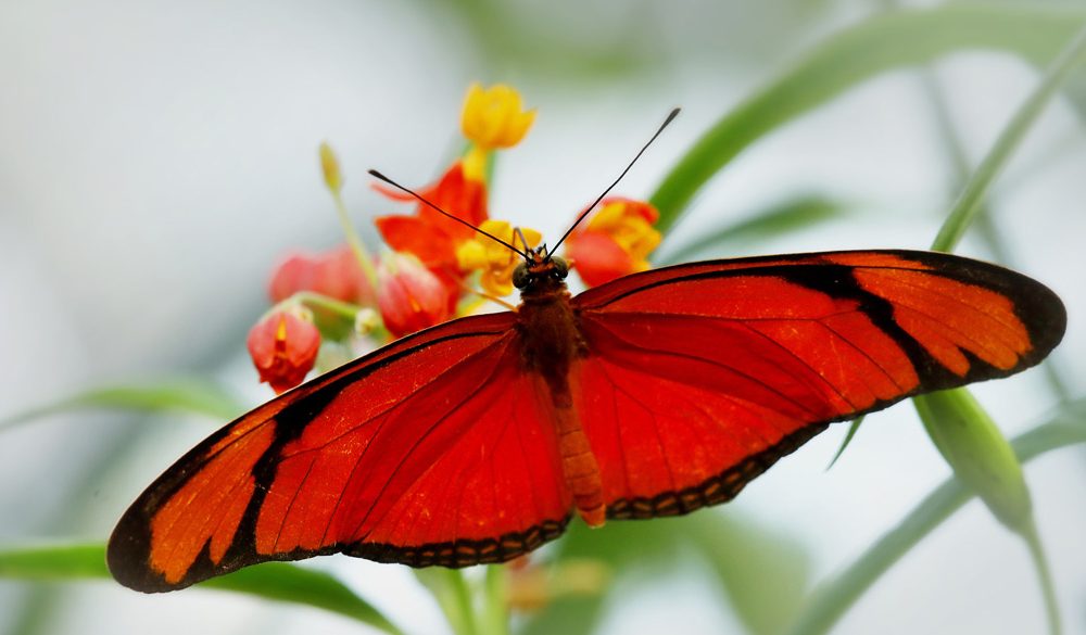 Butterfly, Insects, Bugs, Animal Messages and Totems, spirit-animals.com, Butterfly Symbolism, Butterfly Meaning, Butterfly Totem, Butterfly Dream, Messages