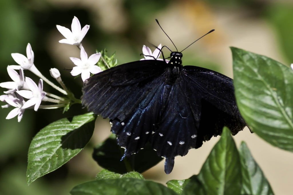 Butterfly, Insects, Bugs, Animal Messages and Totems, spirit-animals.com, Butterfly Symbolism, Butterfly Meaning, Butterfly Totem, Butterfly Dream, Messages
