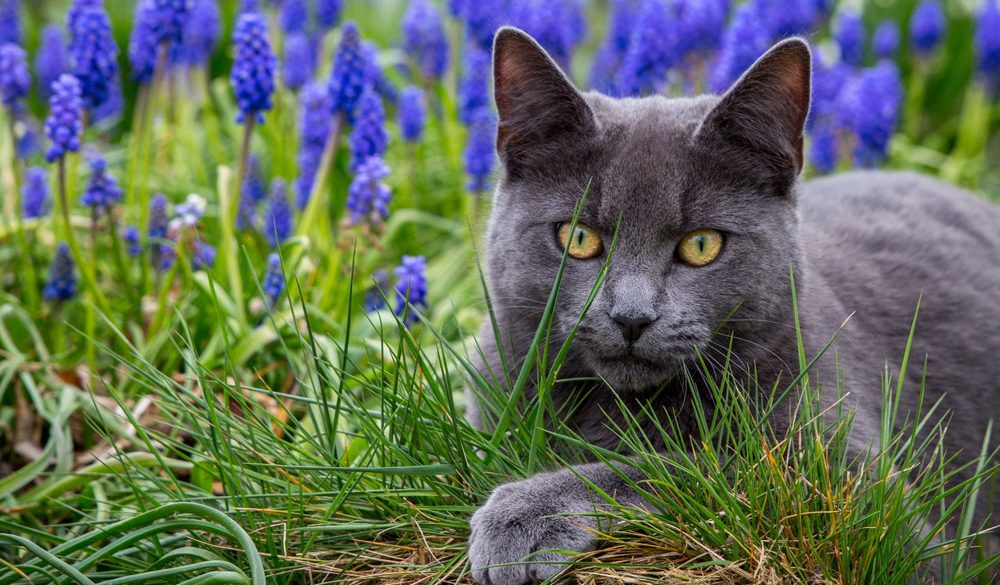 Cat,, Land Animal, Spirit-Animals.com, Cat Symbolism, Cat Meaning, Cat Totem, Cat Dream, Messages