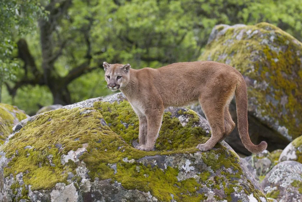 Cougar, Big Cats, Cougar Symbolism, Cougar Meaning, Cougar Totem, Cougar Dream, and Messages