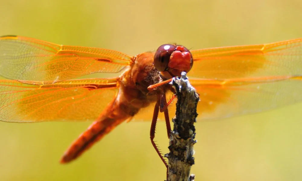 Dragonfly, Insect, Dragonfly Meaning, Dragonfly Symbolism, Dragonfly Totem, Dragonfly Dream, spirit-animals.com