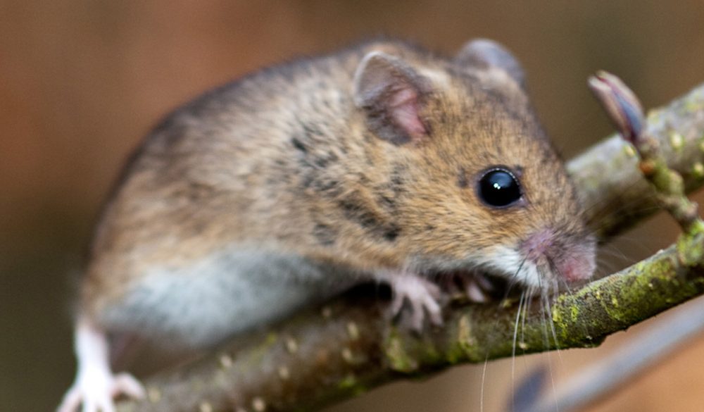 Mouse Symbolism, Mouse Meaning, Mouse Totem, Mouse Dream, and Messages