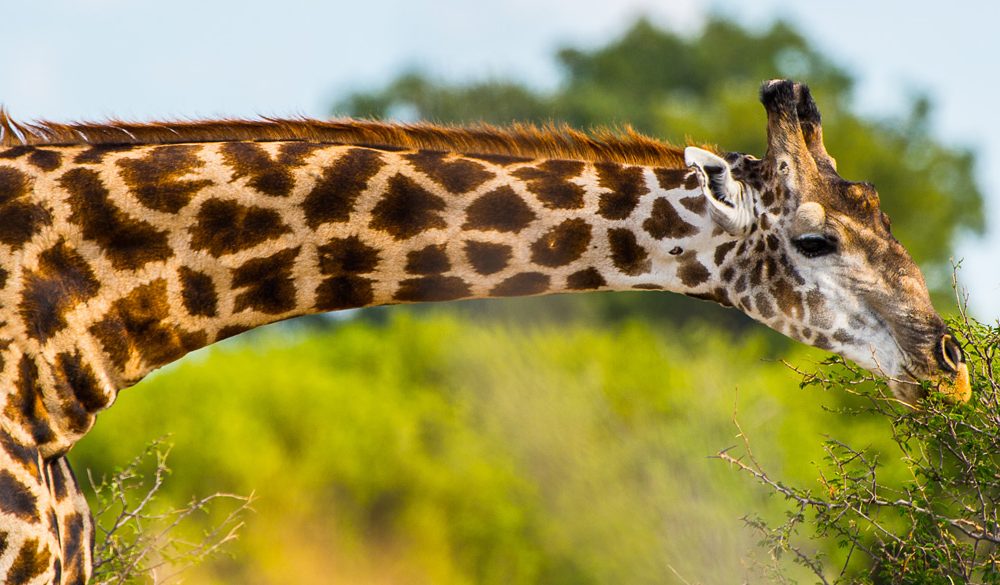 Giraffe Symbolism, Giraffe Meaning, Giraffe Totem, Giraffe Dream, and Messages