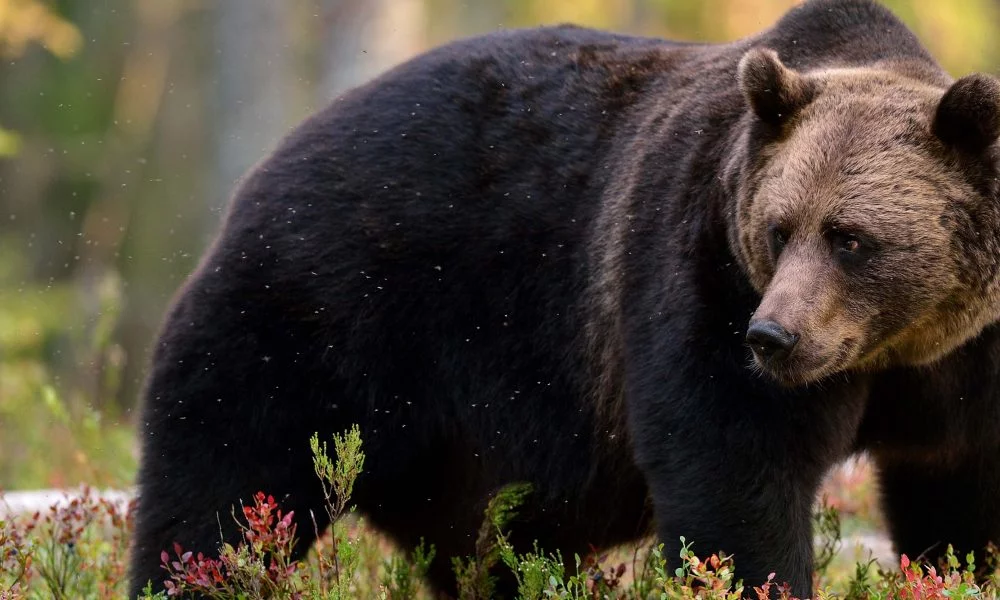 Bear, Mammals, Animal Messages and Totems, spirit-animals.com, Bear Symbolism, Bear Meaning, Bear Totem, Bear Spirit Animal, Bear Dream