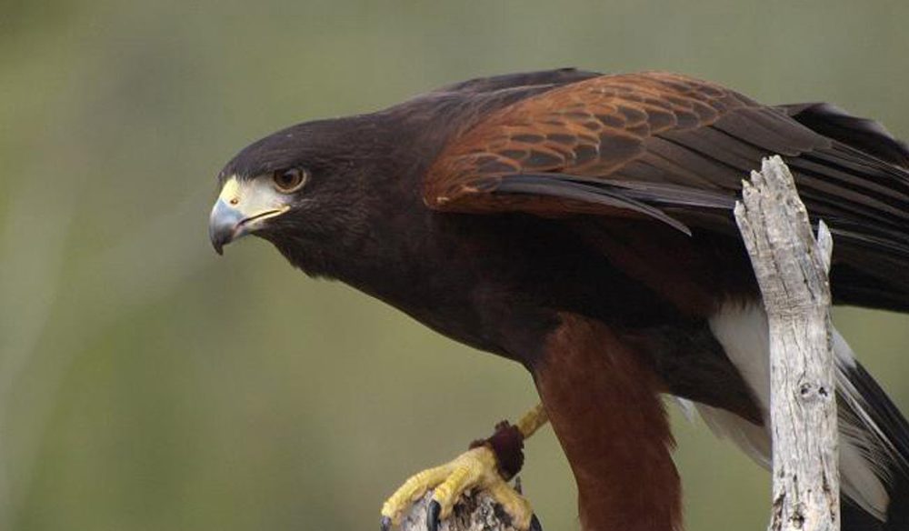 Hawk, Hawk Meaning, Hawk Dream, Hawk Totem, Hawk Symbolism, Bird, Spirit-Animals.com