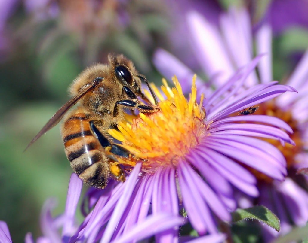 Bee, Spirit Animal Messages and Totems, spirit-animals.com, Bee Symbolism, Bee Meaning, Bee Totem, Bee Dream, Messages
