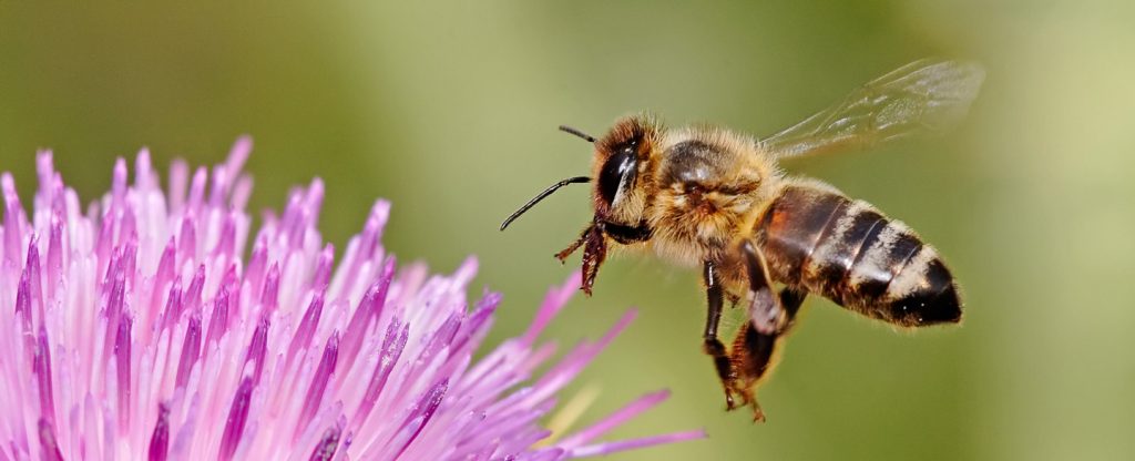 Bee, Spirit Animal Messages and Totems, spirit-animals.com, Bee Symbolism, Bee Meaning, Bee Totem, Bee Dream, Messages