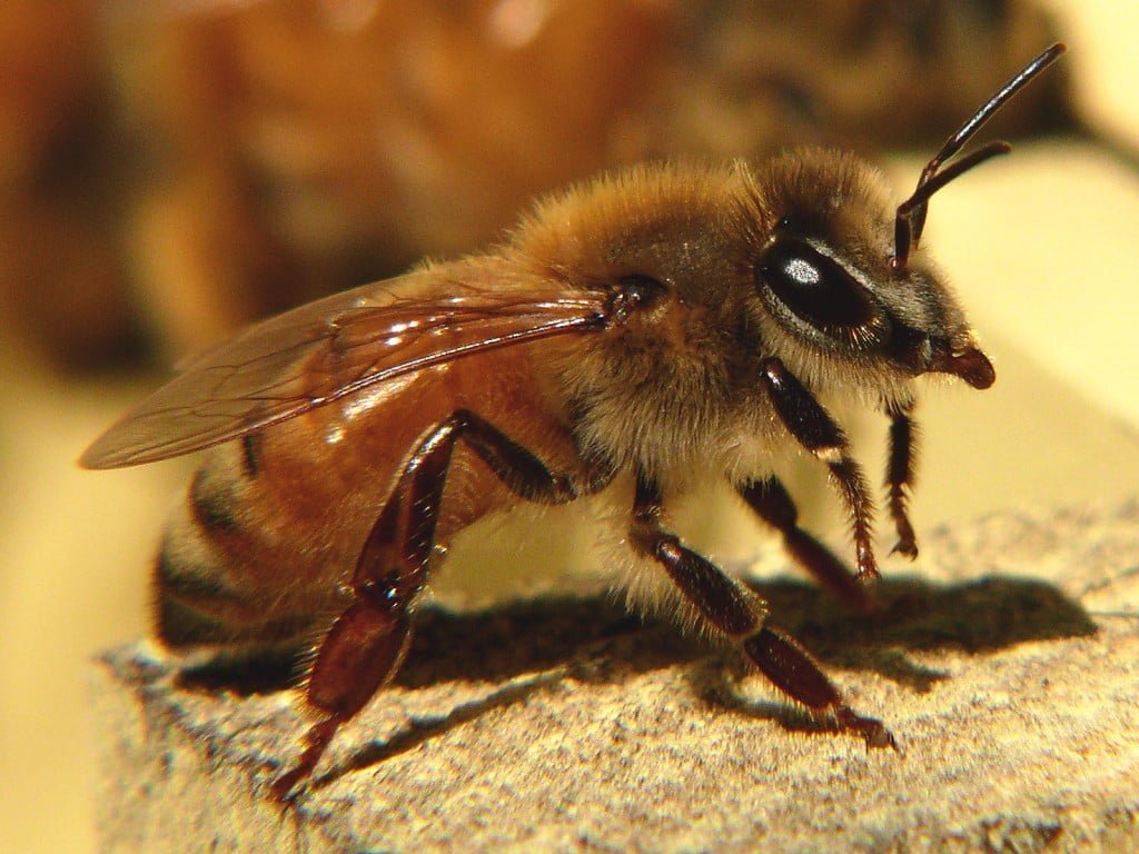 Bee, Spirit Animal Messages and Totems, spirit-animals.com, Bee Symbolism, Bee Meaning, Bee Totem, Bee Dream, Messages