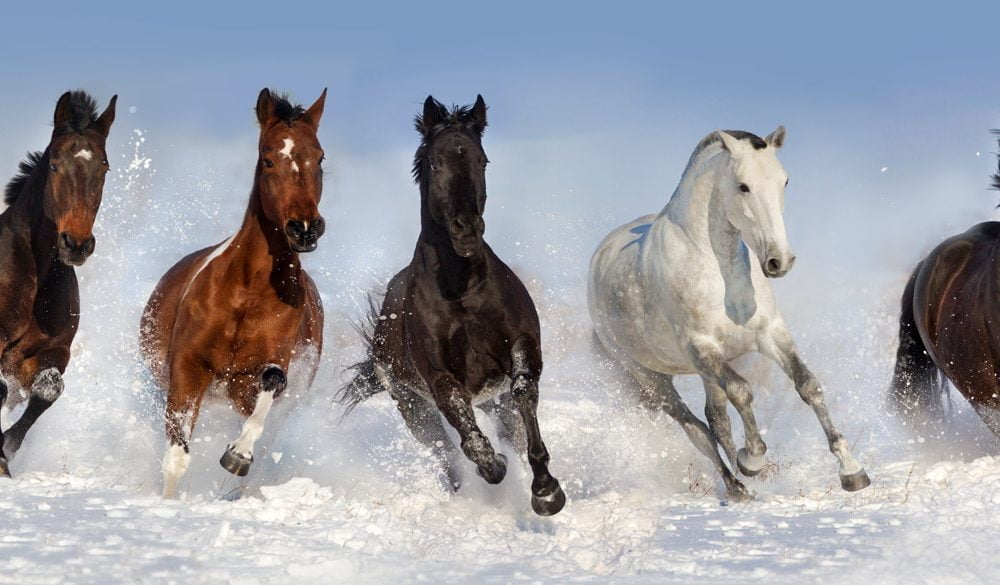 Horse, Horse Meaning, Horse Symbolism, Horse Totem, Horse Dreams, Land Animal, Spirit-Animals.com