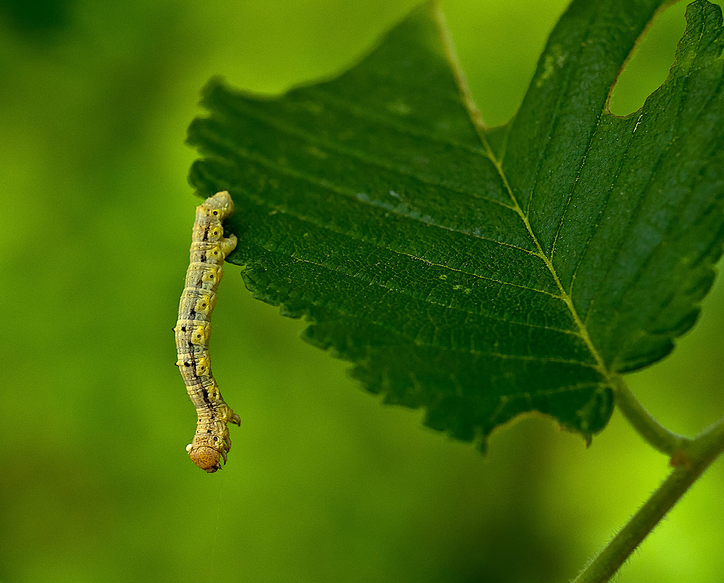Inch Worm A Message from one of our Spirit Animals