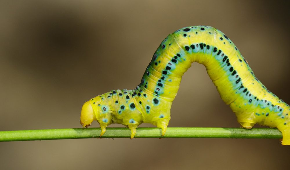 Inchworm Symbolism, Inchworm Meaning, Inchworm Totem, Inchworm Dream, and Messages