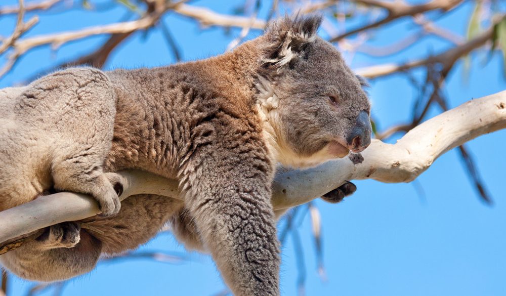 Koala Symbolism, Koala Meaning, Koala Totem, Koala Dream, and Messages