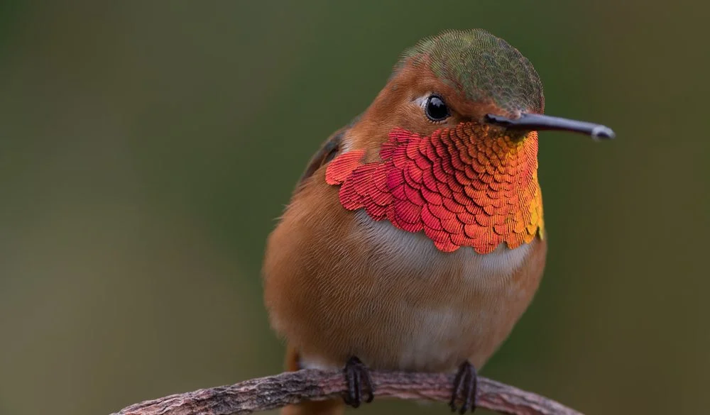 Hummingbird Symbolism, Hummingbird Meaning, Hummingbird Totem, Hummingbird Dream, and Messages