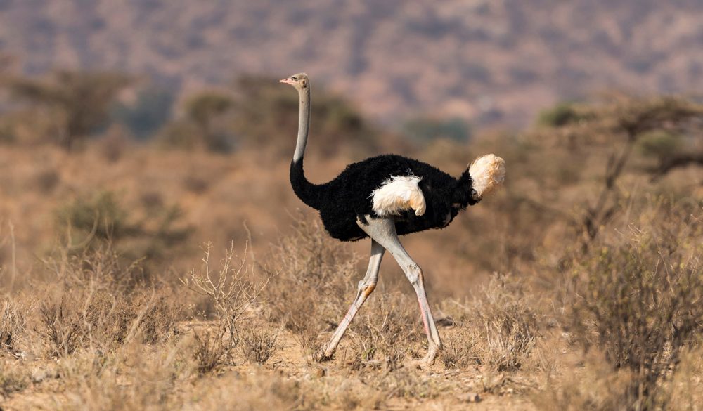 Ostrich Symbolism, Ostrich Meaning, Ostrich Totem, Ostrich Dream, and Messages