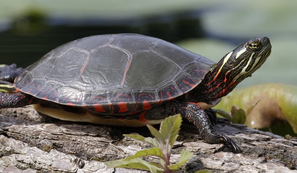 Turtle Symbolism, Turtle Meaning, Turtle Totem, Turtle Dream, and Messages