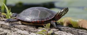 Turtle Symbolism Turtle Meaning Turtle Totem Turtle Dream - 