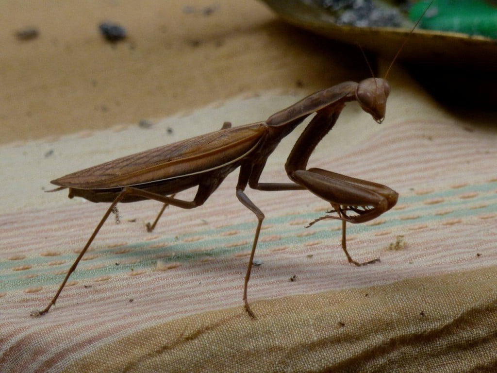 Praying Mantis Symbolism A Message Spirit Animal Totems