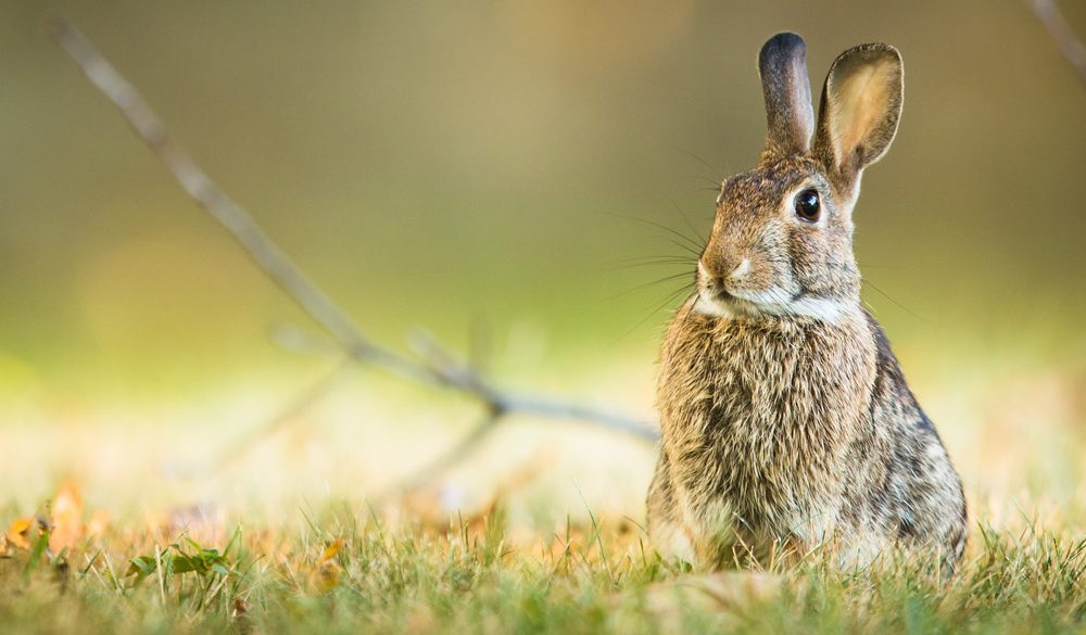 Rabbit, Land Animal, Rabbit Symbolism, Rabbit Meaning, Rabbit Totem, Rabbit Dream, and Messages