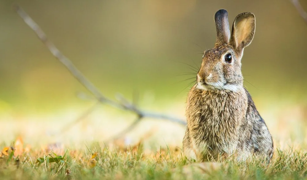 Rabbit, Land Animal, Rabbit Symbolism, Rabbit Meaning, Rabbit Totem, Rabbit Dream, and Messages