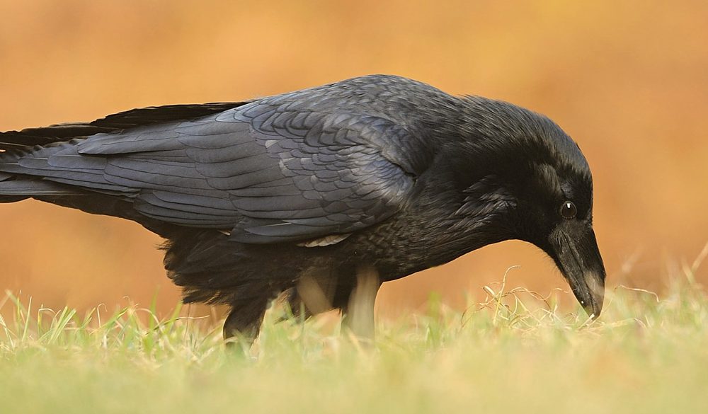 Raven, Raven Meaning, Raven Totem, Raven Dream, Raven Symbolism, Birds, Spirit-Animals.com