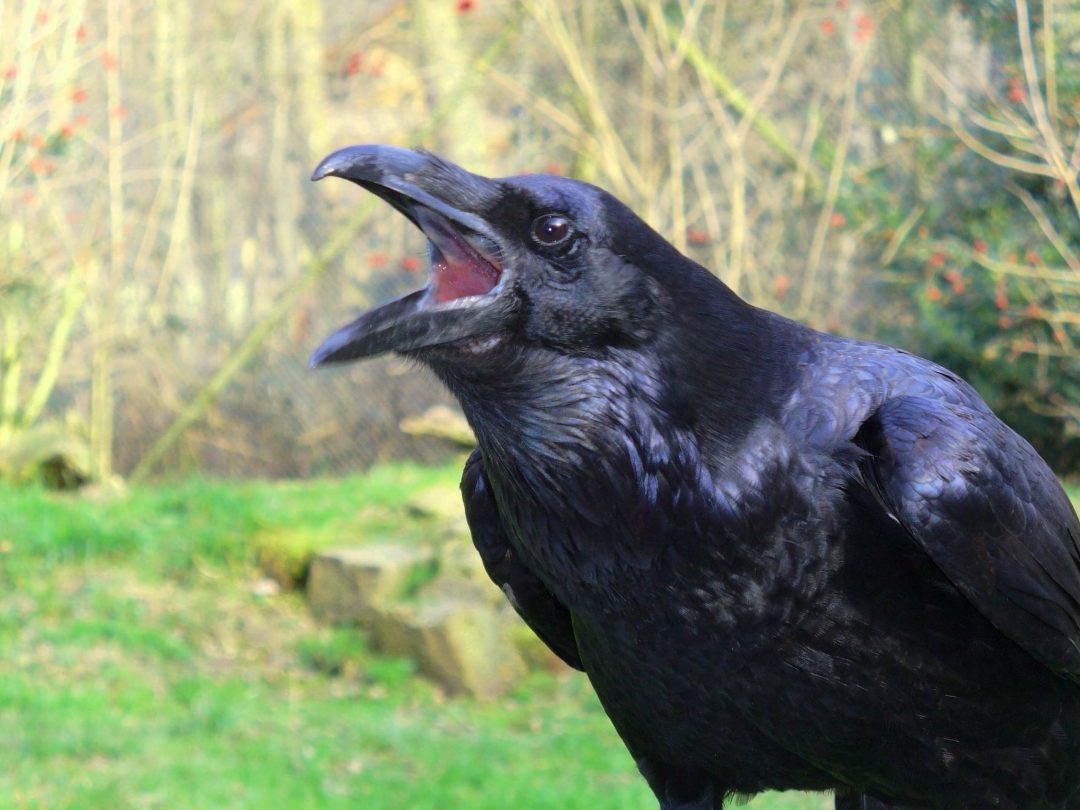 ≫ Signification Spirituelle corbeau