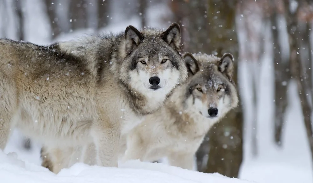 Wolf, Land Animal, Wolf Symbolism, Wolf Meaning, Wolf Totem, Wolf Dream, and Messages