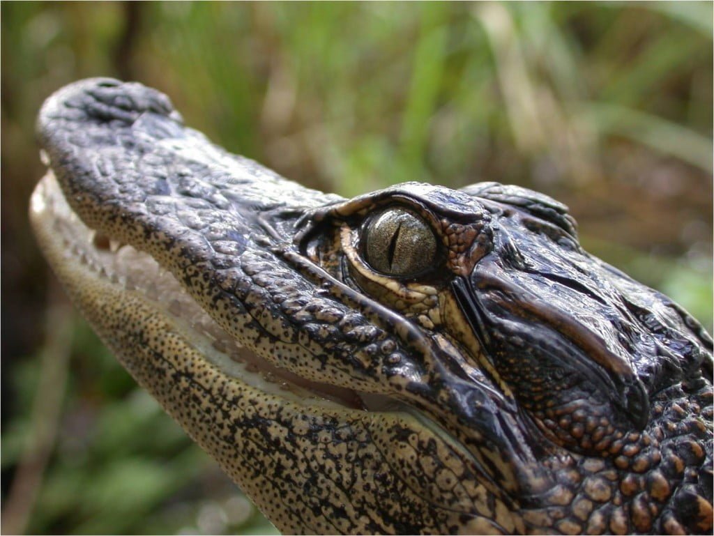 American Alligator, Animal Totems, Animal Messages, Reptiles, spirit-animals.com, Alligator Dream, Alligator Symbolism, Alligator Meaning, Alligator Totem