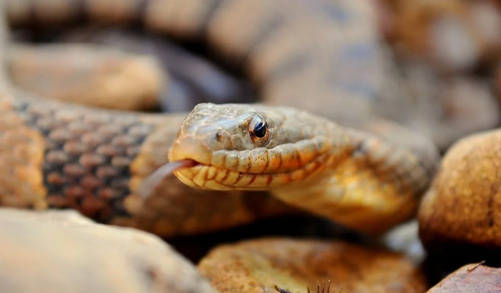 Snake Symbolism, Snake Meaning, Snake Totem, Snake Dream, and Messages