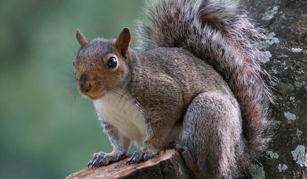 Squirrel, Animal Messages, Totems, spirit-animals.com, Squirrel Meaning, Squirrel Symbolism, Squirrel Totem, Squirrel Dream, Squirrel Spirit Animal