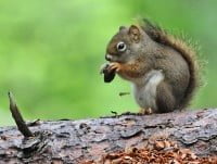 Squirrel, Animal Messages, Totems, spirit-animals.com, Squirrel Meaning, Squirrel Symbolism, Squirrel Totem, Squirrel Dream, Squirrel Spirit Animal