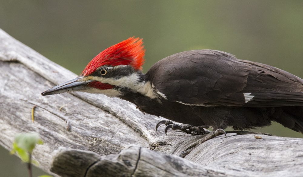 Woodpecker Symbolism, Woodpecker Meaning, Woodpecker Totem, Woodpecker Dream, and Messages