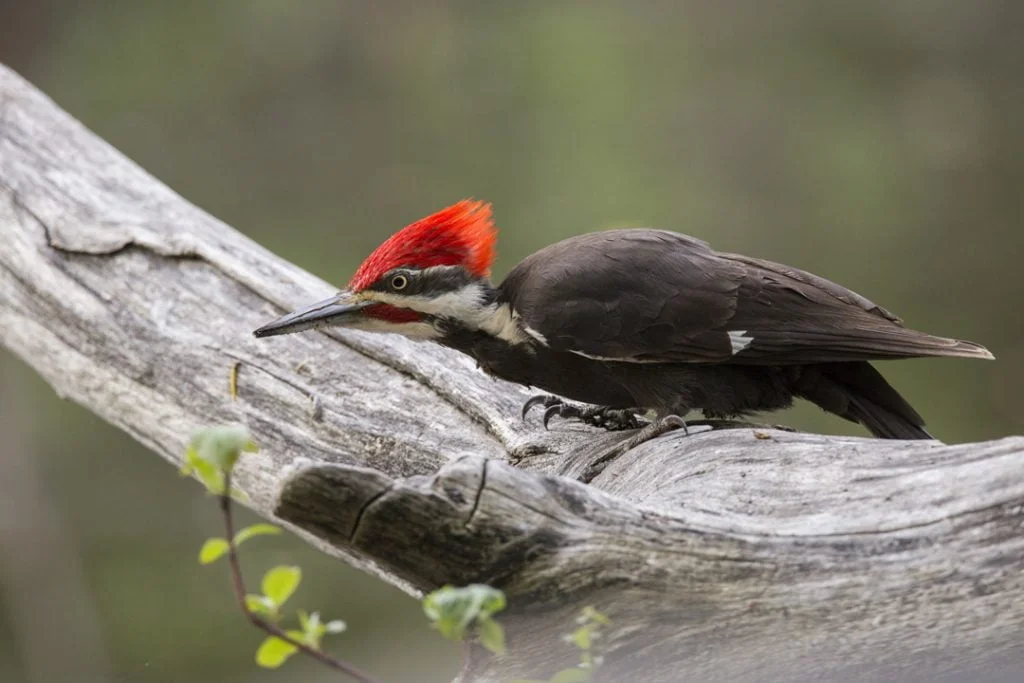 Woodpecker Symbolism, Woodpecker Meaning, Woodpecker Totem, Woodpecker Dream, and Messages