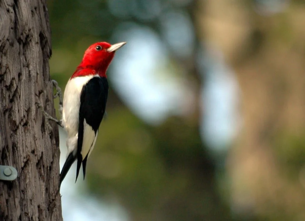 Red Headed Woodpecker Symbolism, Woodpecker Meaning, Woodpecker Totem, Woodpecker Dream, and Messages