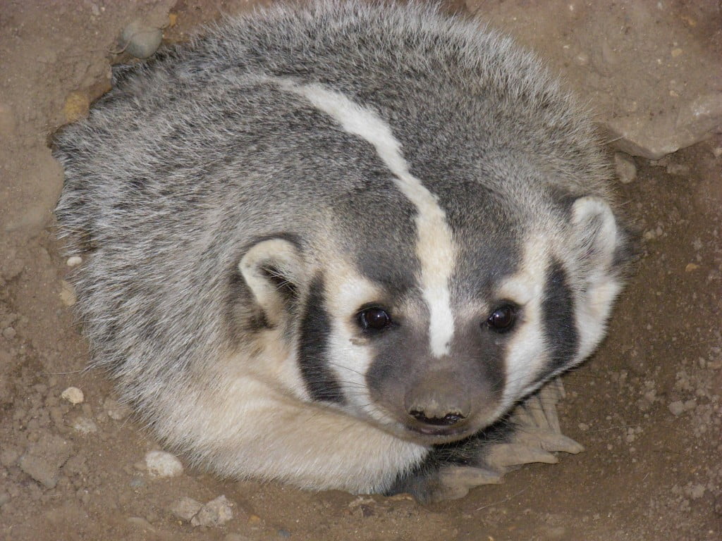 American Badger, Land Animal, Spirit-Animals.com, Badger Symbolism, Badger Meaning, Badger Totem, Badger Dream