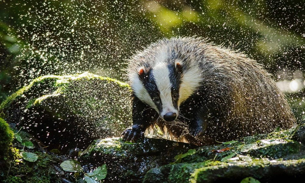 American Badger, Land Animal, Spirit-Animals.com, Badger Symbolism, Badger Meaning, Badger Totem, Badger Dream