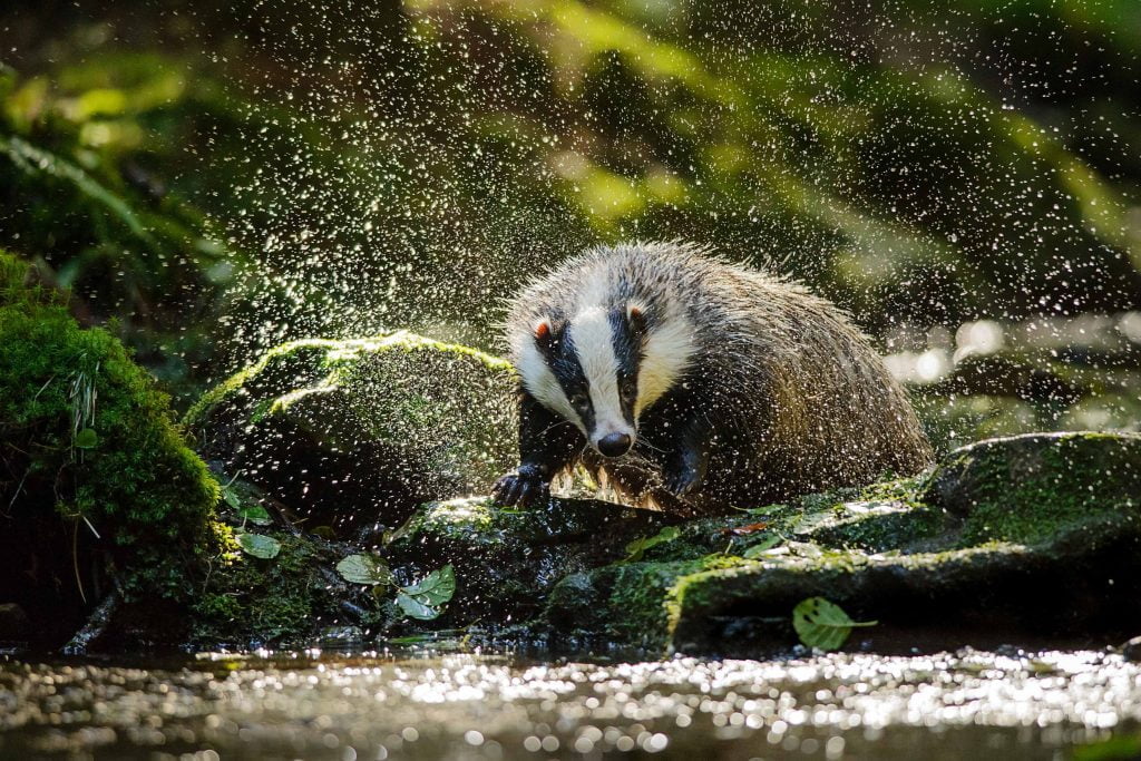American Badger, Land Animal, Spirit-Animals.com, Badger Symbolism, Badger Meaning, Badger Totem, Badger Dream